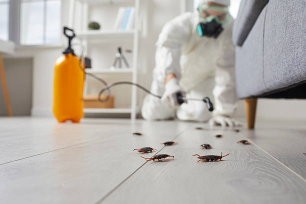 Commercial Kitchen Cockroach Control in Wolfe City